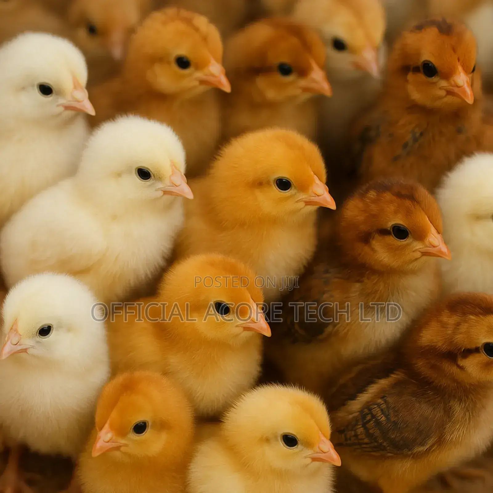 Day-Old Chicks: Broilers and Noilers