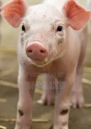 Bio-Mix Pig Starter/Grower- Customize Premix (25Kg)