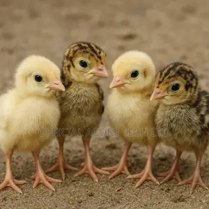Day-Old Local Turkey