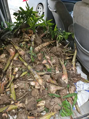 Giant Elephant Plantain Suckers