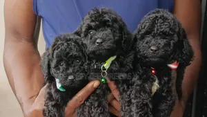 1-3 months Female Purebred Poodle