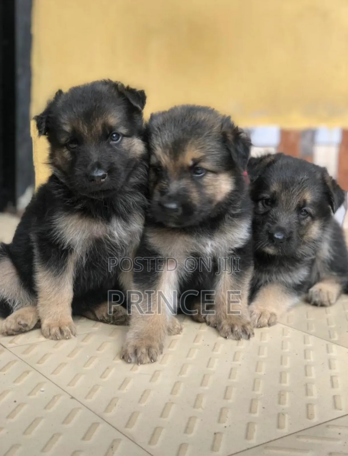 1-3 months Female Purebred German Shepherd