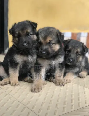 1-3 months Female Purebred German Shepherd