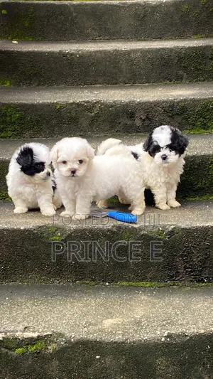 1-3 months Female Purebred Lhasa Apso