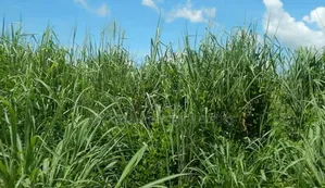 Gamba Grass Seed