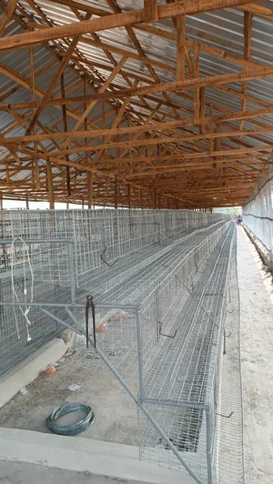 Hopico Poultry Cage