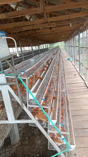 Refurbish Poultry Cage