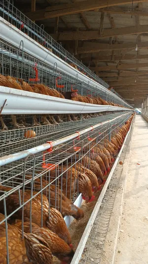 Long Poultry Cage