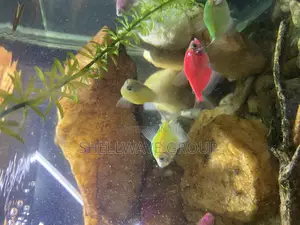 Glo Tetra Fish
