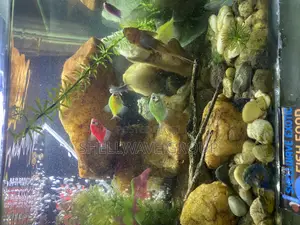 Glo Tetra Fish