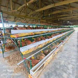 Green Coated Poultry Cage for 96 Birds Capacity