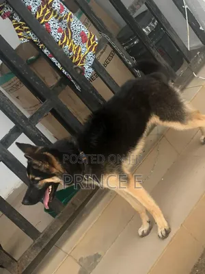 6-12 months Female Purebred German Shepherd