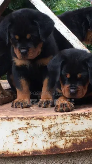 1-3 months Female Purebred Rottweiler