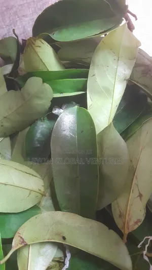 Soursop Leaf Miracle Leaf