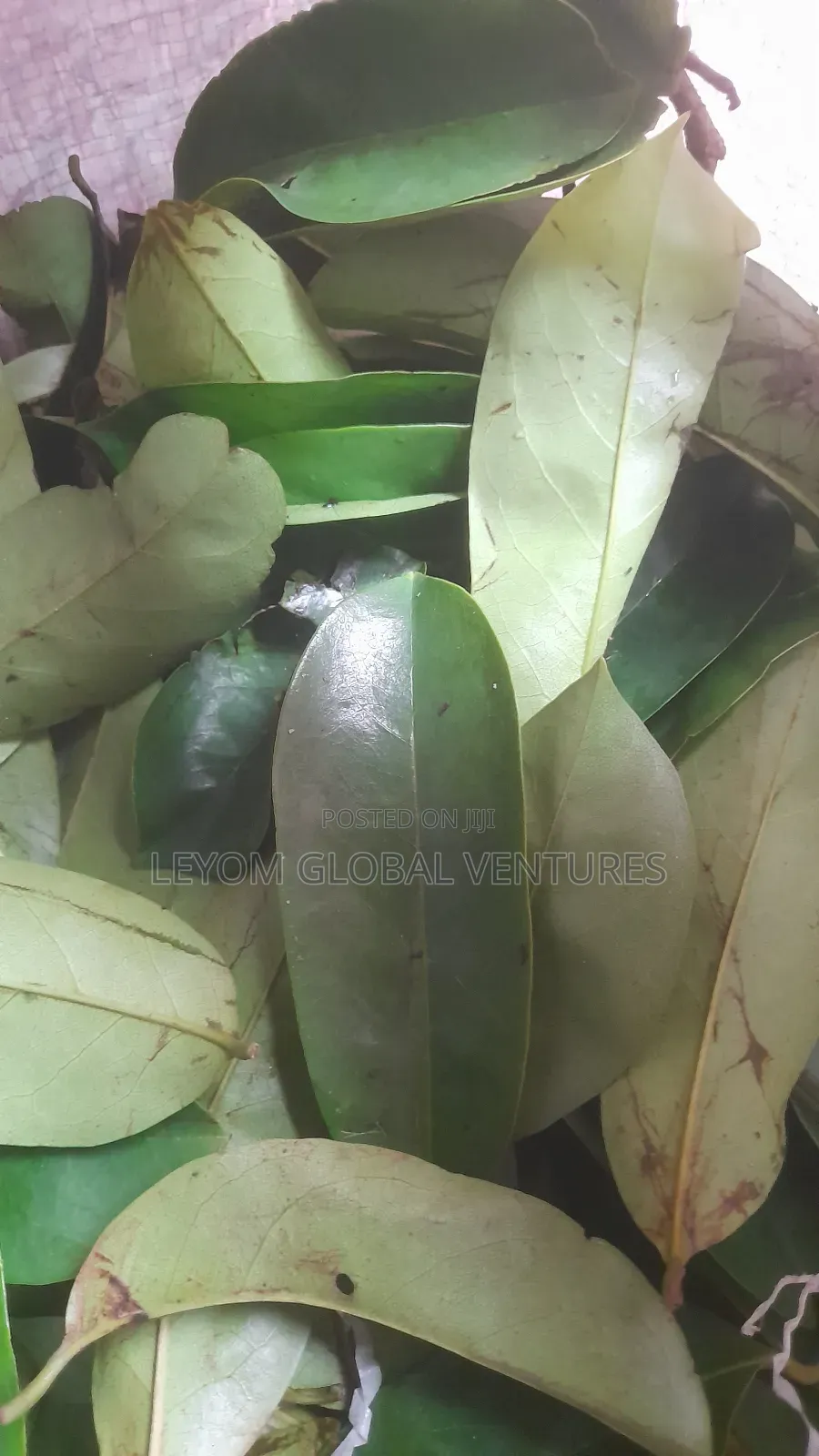 Soursop Leaf Miracle Leaf
