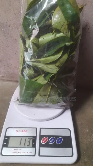 Soursop Leaf Miracle Leaf