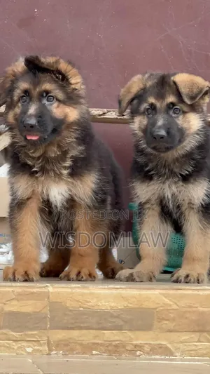 1-3 months Female Purebred German Shepherd
