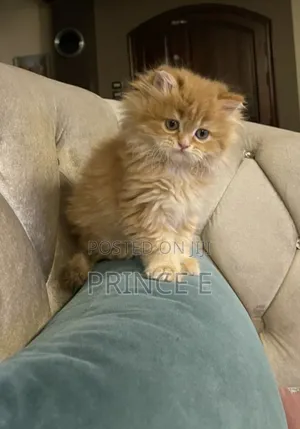 1-3 months Male Purebred Persian
