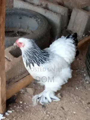 Brahma Chicken - Pure Light Breed