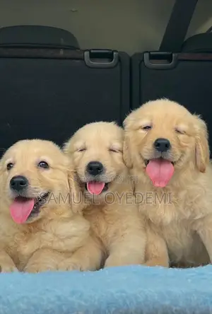 1-3 months Male Purebred Golden Retriever