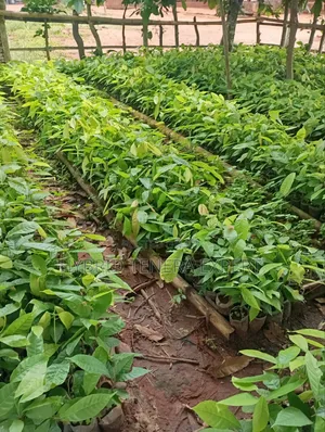 Cocoa Seedlings