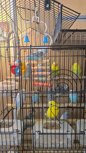 Fancy House Birds