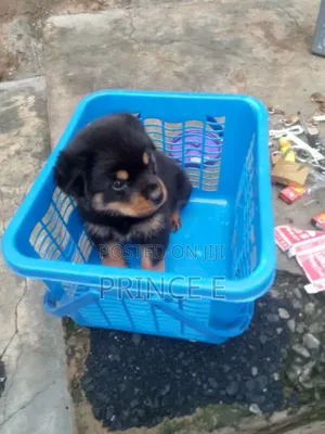 1-3 months Male Purebred Rottweiler