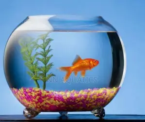 Bowl Aquarium