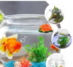Bowl Aquarium