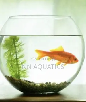 Bowl Aquarium