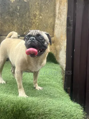 1+ year Male Purebred Pug