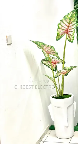 The Plant Is a Caladium