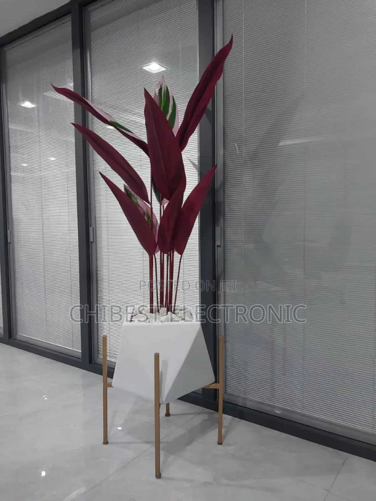 Stromathe Plant