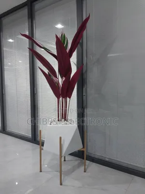 Stromathe Plant