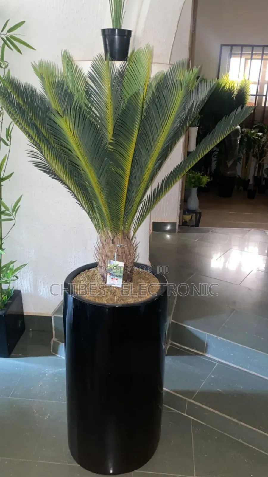 Artificial Cycad Revoluta