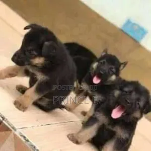 1-3 months Male Purebred German Shepherd