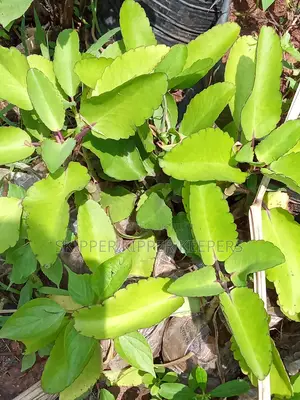 Miracle Leaf