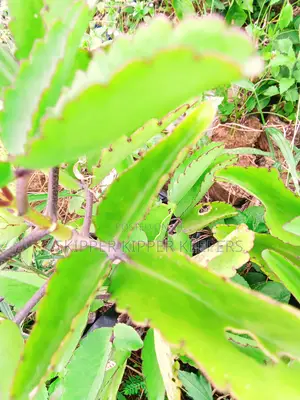 Miracle Leaf