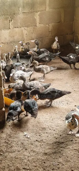 Muscovy Ducks For Sale