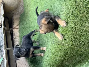 1-3 months Male Purebred German Shepherd
