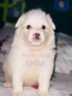 1-3 months Male Purebred American Eskimo