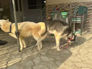 Siberian Husky Stud Service