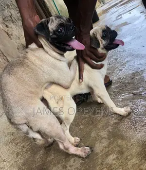 Pug Stud Service