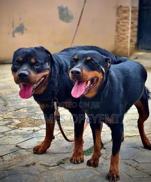 Rottweiler Stud Service