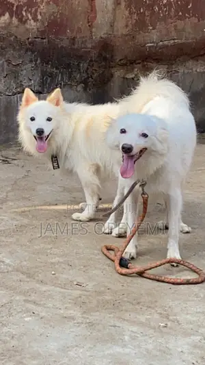 American Eskimo Stud Service