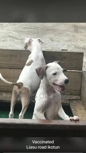 Pitbull Stud Service