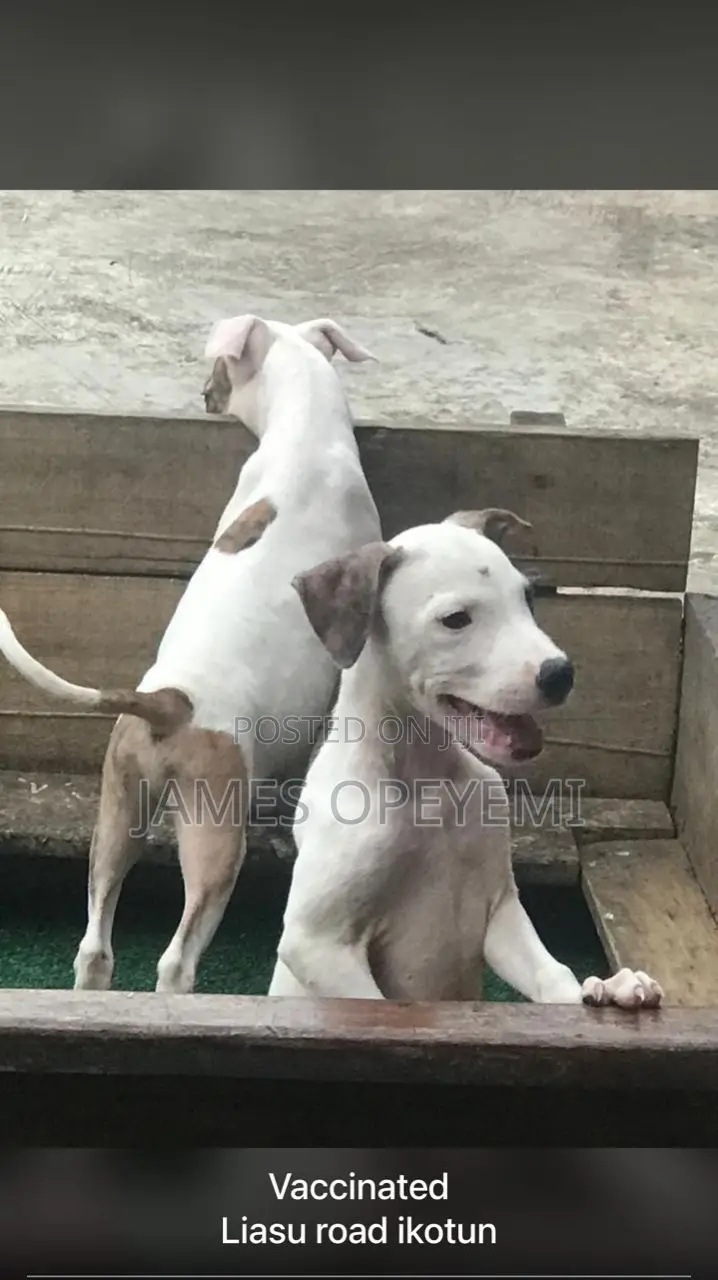Pitbull Stud Service