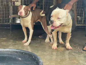 Pitbull Stud Service