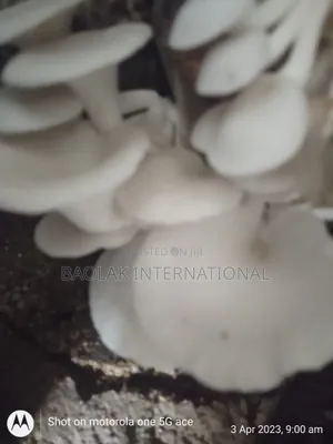 Become Multi Millionaires Through Mushroom Production (Secret).
