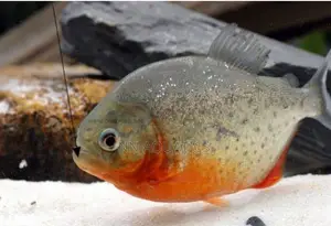 Red Belly Pacu